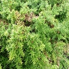 Plants: image 14 Of 208 Thumb